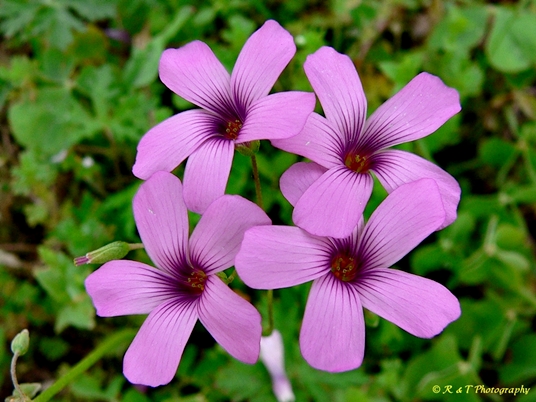 {Oxalis articulata}